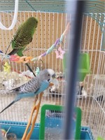 2 Males-Budgies-With Large Vision Cage