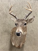 8 Point White Tail Buck Shoulder Mount