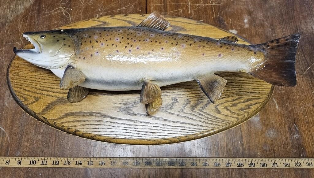 Brown Trout Mounted on Oak Panel