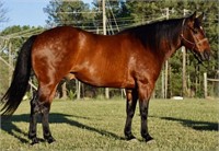 DOLLAR -FINISHED RANCH HORSE