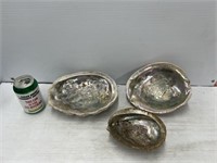 Decorative collectable seashells
