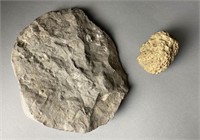 Brachiopods & Hexagonia Coral Fossil Specimen