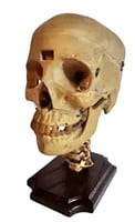 Medical Plastics Lab Human Skull Model
