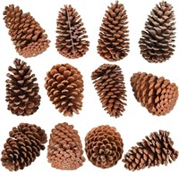 12 Pcs PineCones Large Natural Unscented Pine Cone