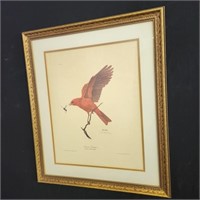 "Summer Tanager Piranga Rubra Rubra" print, sign