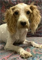 Male-Miniature Poodle-Intact, 7 months