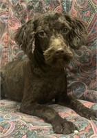 Female-Toy Aussiedoodle -Intact, 6 months, 11LBS