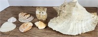 Sea Shells, Queen Conch
