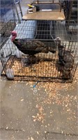 pair of eastern wild turkeys captive bred