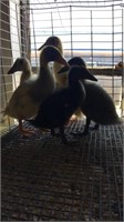 Baby Ducks- 4 Kaki Cambell & 2 Muscovey