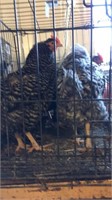 Barred rock laying hens