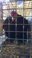 Black and red Cochin rooster