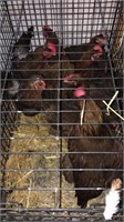 Well summer laying hens