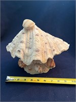 Large unique shell