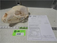 American Black Bear skull