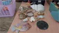 Sea shells & more