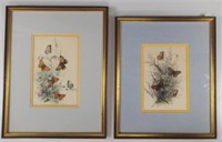 Antique Henry Humphreys, Butterfly Prints c1850