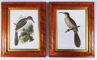 2 Antique "Brown & Co Lith" Birds of North America