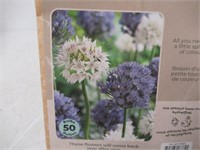 50-Pk Tasc Allium Amplectens Bulbs