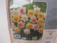 45-Pk Tasc Narcissus Double Assorted Bulbs