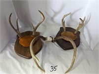 White Tail Deer Horns