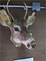 White Tail Buck Mounted Taxidermy