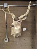 Huge White Tail Buck Deer Mount - Taxidermy