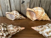 4 Beautiful Triton Shells near perfect!! One is