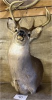 8 point Buck Mounted