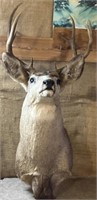 9 point mounted mule deer