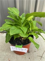 Potted Hosta