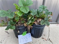 Potted Strawberry Plants