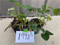 Potted Strawberry Plants