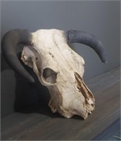 Skull - 16" x 16"