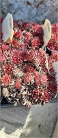 (2) Red Beauty Hens & Chicks