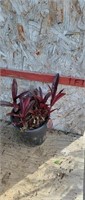 Purple Plant