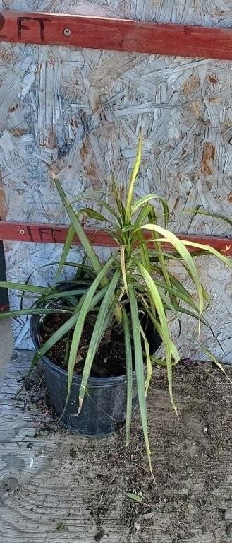 Online Nursery Plant Auction 4/17 @ 6PM