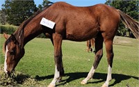 (VIC) SUNDAY - TB X PAINT FILLY