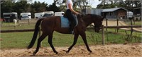 (VIC) RIKKI - THOROUGHBRED GELDING