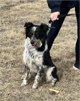 Male-Border Collie-Intact