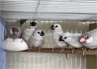 3 Unsexed-Silver Java Finch Baby