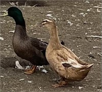Pair- Cayuga x Peking Ducks- 2023 hatch, laying