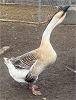 Trio-Super African Geese-Proven breeders, laying