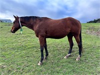 (VIC) GIFT - THOROUGHBRED MARE
