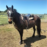 (VIC) DENNI - QH X WELSH GELDING