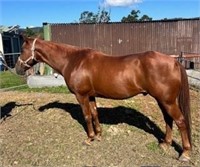 (NSW) TULLAWANTA JACOBITE - ASH GELDING