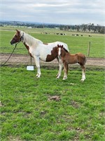 (VIC) LADY & RONNIE - QH X PAINT MARE & GC X COLT