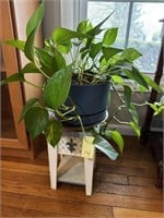 House Plant & Small Stand