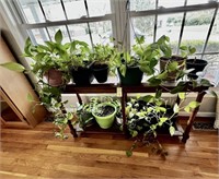 Assortment of House Plants