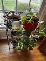 House Plants & Metal Stand
